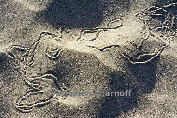 sand tracks 3715 graphic